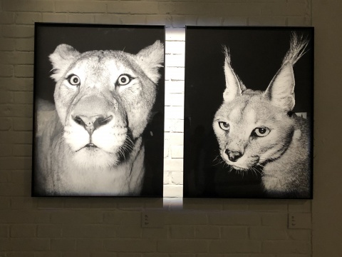三影堂开幕神思远 陈荣辉双个展 用摄影开启关于这个世界的另一种版本 三影堂开幕神思远 陈荣辉双个展 用摄影开启关于这个世界的另一种版本