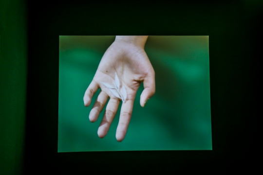 马海蛟在疫情期间创作的双屏影像《如果把绿色删除，如果开始关心植物》
