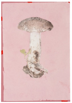 侯炜国 复刻灵光的实验-阿尔弗雷德的蘑菇（原版）  2019年 转印原版 转印纸 67x100cm(纸幅) 美国艾尔弗雷德大学电子艺术研究所_
