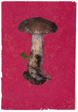 侯炜国 复刻灵光的实验-阿尔弗雷德的蘑菇 2019年 转印版画 皮纸 60x90cm(纸幅) 美国艾尔弗雷德大学电子艺术研究所_
