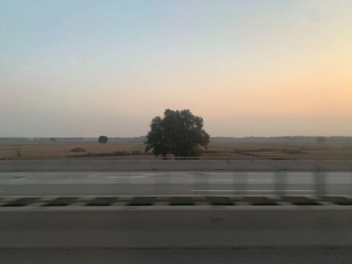 2019行车途中，窗外原野上的一棵树
