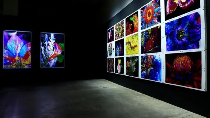 2020年5月，“荒木经惟·花幽”展览现场

&nbsp;
