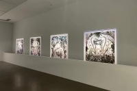 疫情之下，总有“忍冬”在暗自开放