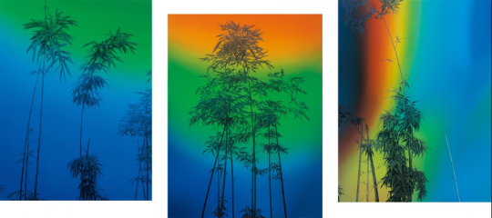 虹竹 – 加利福尼亚的猜想 160 x 120 cm x 3  布面油画 2021