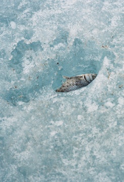 Minicloak 《Last fish》 135mm胶片、艺术微喷 65 x44cm 2021 Minicloak 《Last fish》 135mm胶片、艺术微喷 65 x44cm 2021