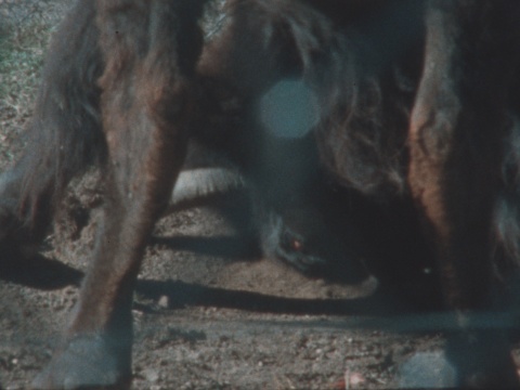 沈莘，《新的光》（静帧），数字高清影像，12分钟，2021。美凯龙艺术中心委任创作

图片由艺术家及美凯龙艺术中心提供
