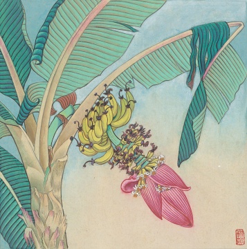 《香蕉》39×39cm 纸本设色 1980年代