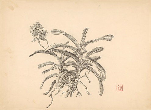 《兰花》39×54cm 纸本钢笔 1980年代
《兰花》39×54cm 纸本钢笔 1980年代