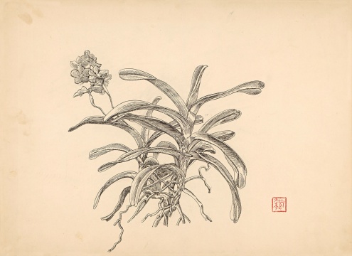 《兰花》39×54cm 纸本钢笔 1980年代
