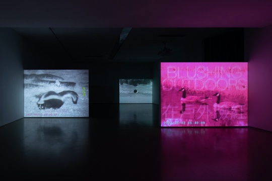 环保恋爱——苏珊娜·赫斯基、童义欣作品展亮相今日美术馆 环保恋爱——苏珊娜·赫斯基、童义欣作品展亮相今日美术馆