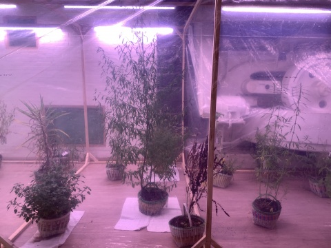 张新军最新项目“局部有雨”:篮子里的杂草 张新军最新项目“局部有雨”:篮子里的杂草