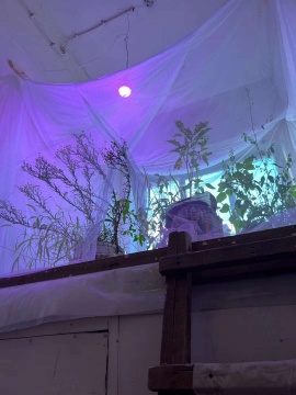 张新军最新项目“局部有雨”:篮子里的杂草 张新军最新项目“局部有雨”:篮子里的杂草