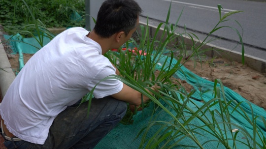 张新军采集杂草的过程
