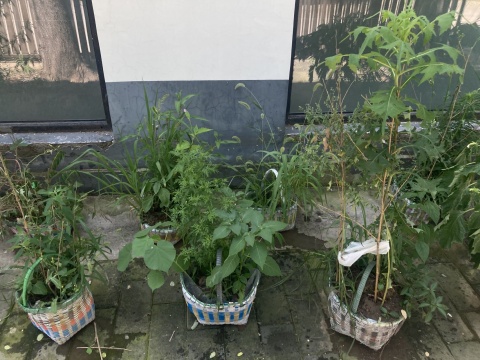 张新军最新项目“局部有雨”:篮子里的杂草 张新军最新项目“局部有雨”:篮子里的杂草