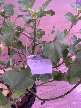 张新军最新项目“局部有雨”:篮子里的杂草 张新军最新项目“局部有雨”:篮子里的杂草