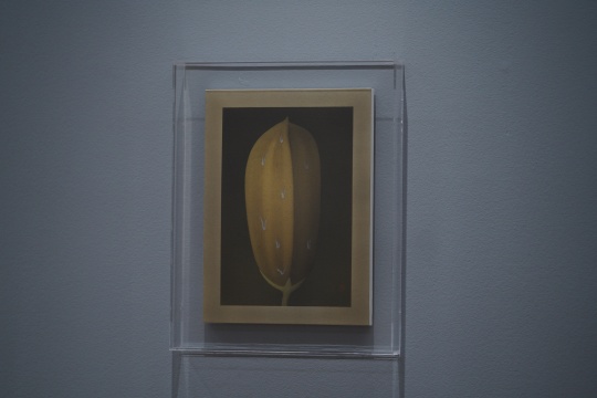 《果实之二》绢本设色 37×27cm 2022
《果实之二》绢本设色 37×27cm 2022
