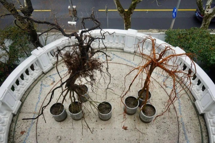 “露台计划”第五期:杨振中 《春分》
柳树、桑树、水泥盆、营养土,柳树: 220x180x346cm;
桑树: 150x210x290cm 2020-2021
“露台计划”第五期:杨振中 《春分》
柳树、桑树、水泥盆、营养土,柳树: 220x180x346cm;
桑树: 150x210x290cm 2020-2021