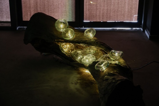 王昊悦 《呼吸》 装置 180x85x85cm 玻璃、树干、呼吸灯、灯串 2024
