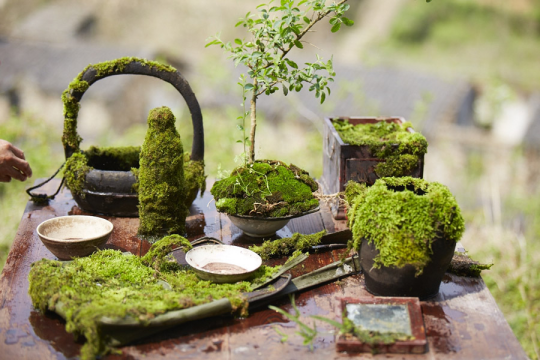 种苔记

孔德林

“清明计划1”现成品装置

尺寸可变

2013

&nbsp;
