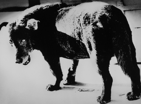 森山大道 彷徨之犬 银盐明胶卤化银 50.1x60.8cm 2010
